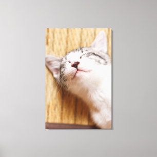 Sleeping Kitten Canvas Print