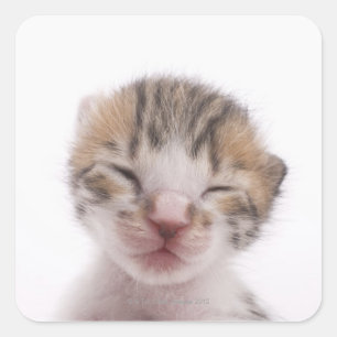 Sleeping kitten, close-up of head square sticker