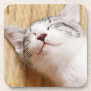 Sleeping Kitten Coaster