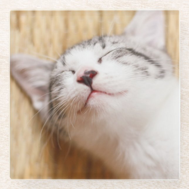 Sleeping Kitten Glass Coaster (Front)