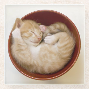 Sleeping Kitten Glass Coaster