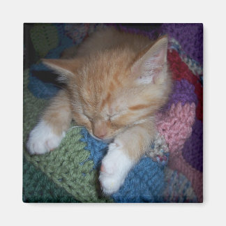 Sleeping Kitten Magnet