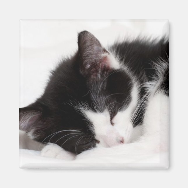 Sleeping Kitten Magnet (Front)