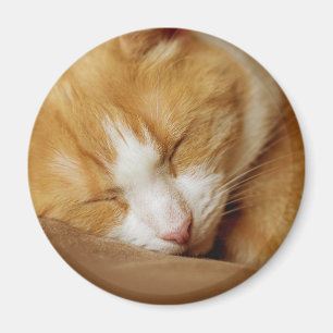 Sleeping Kitten Magnet