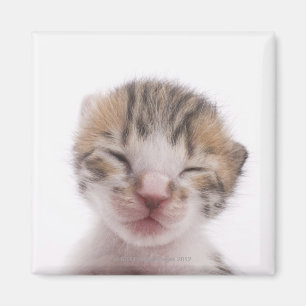 Sleeping kitten magnet