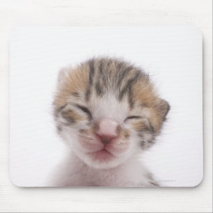 Sleeping kitten mouse pad