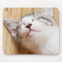 Sleeping Kitten