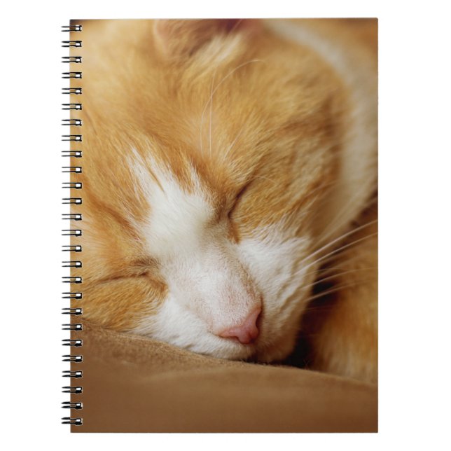Sleeping Kitten Notebook (Front)