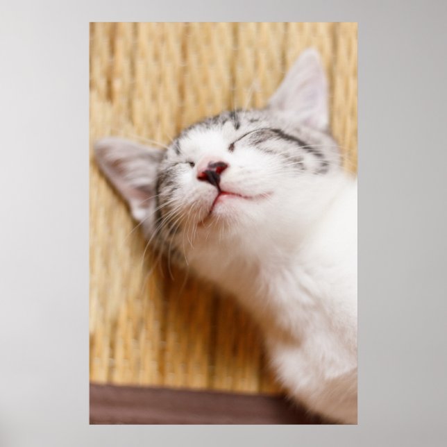 Sleeping Kitten Poster (Front)