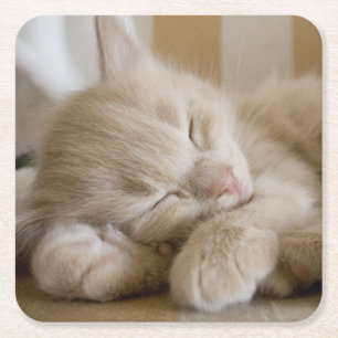 Sleeping Kitten Square Paper Coaster
