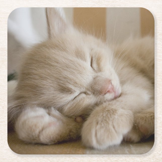 Sleeping Kitten Square Paper Coaster (Front)