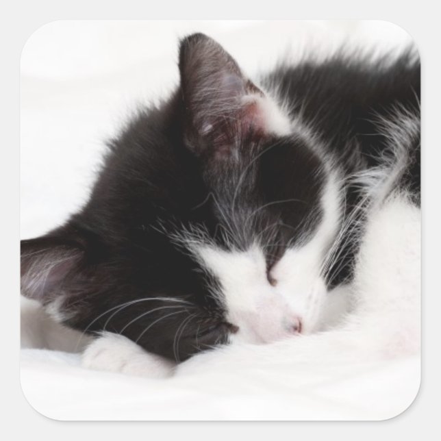 Sleeping Kitten Square Sticker (Front)