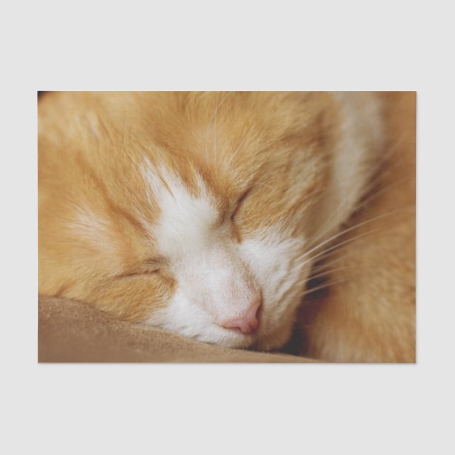 Sleeping Kitten Tissue Paper (Front)