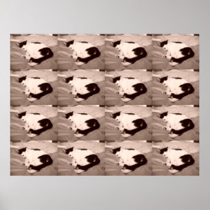Sleeping Kitty/Black & White Photo Poster