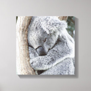 sleeping koala baby canvas print