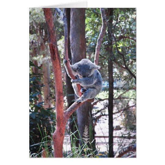 Sleeping Koala Bear ~ Notecard