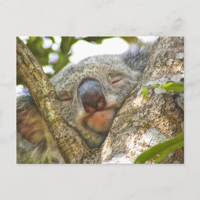 Sleeping Koala Bear Postcard (Front)