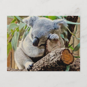 Sleeping Koala Bear Postcard