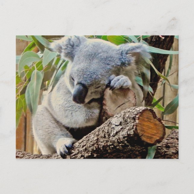Sleeping Koala Bear Postcard (Front)