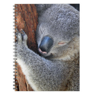 Sleeping Koala Notebook
