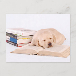Sleeping Lab Postcard