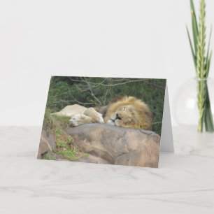 Sleeping Lion Greeting Card