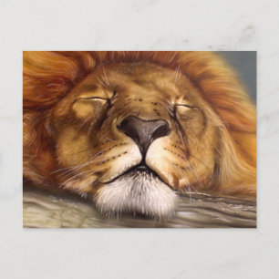 Sleeping Lion Postcard