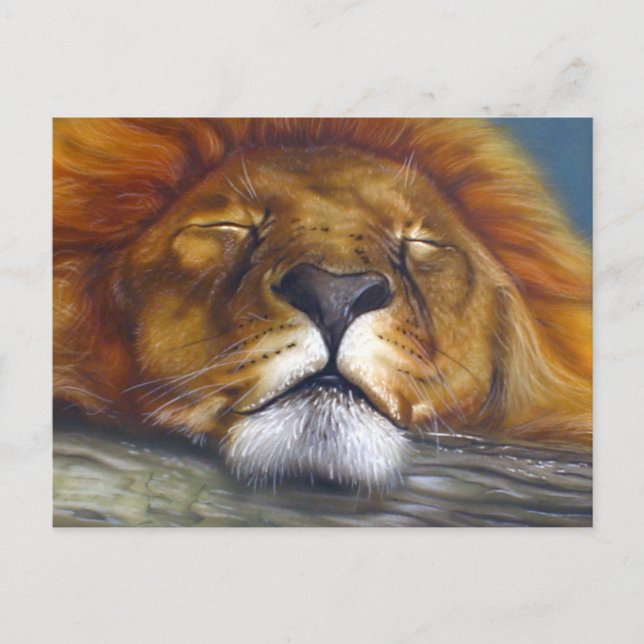 Sleeping Lion Postcard (Front)