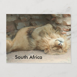 Sleeping Lion Postcard