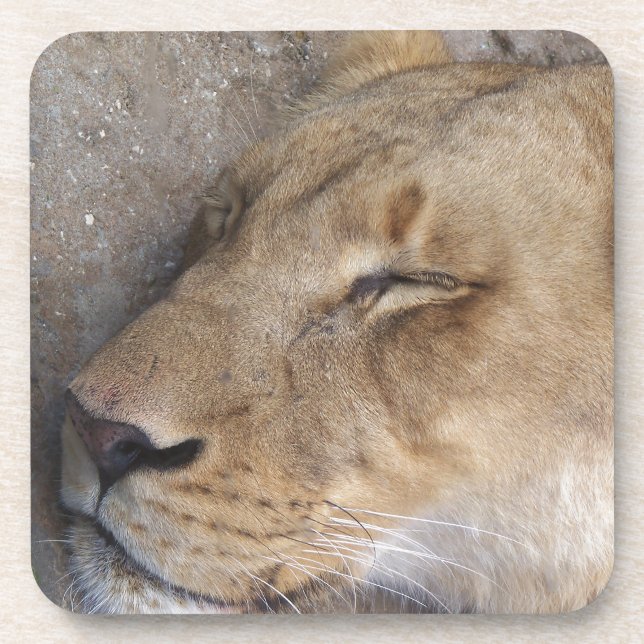 Sleeping Lioness Coaster (Front)