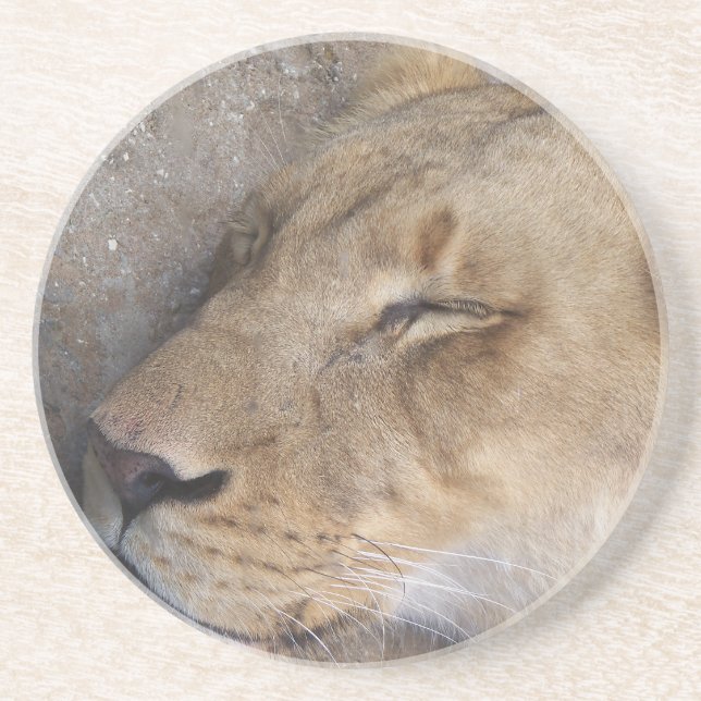 Sleeping Lioness Coaster (Front)
