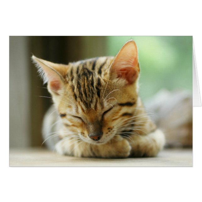 Sleeping Little Baby Kitty (Front Horizontal)