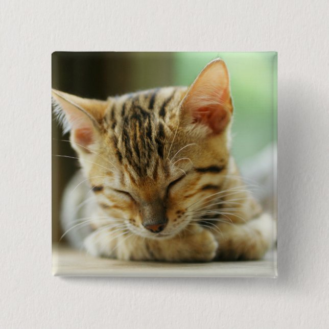 Sleeping Little Baby Kitty 2 Inch Square Button (Front)