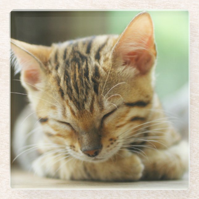 Sleeping Little Baby Kitty Glass Coaster (Front)
