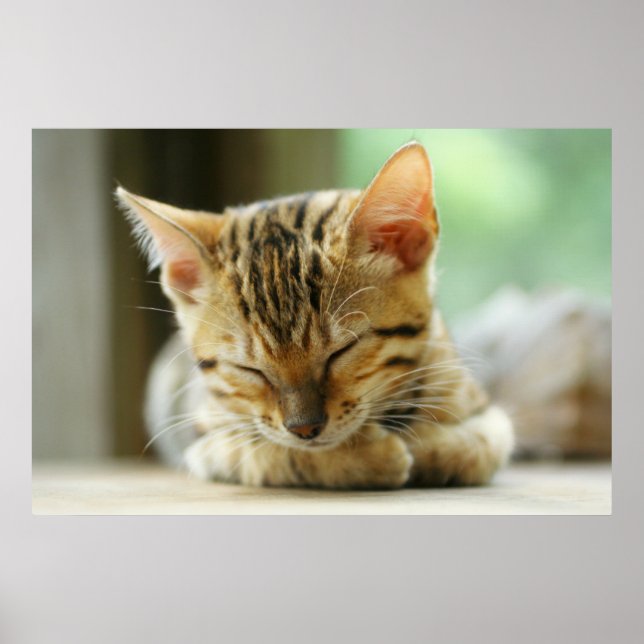 Sleeping Little Baby Kitty Poster (Front)