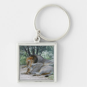 sleeping male lion and lioness, Panthera leo, Keychain
