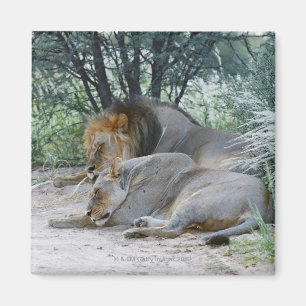sleeping male lion and lioness, Panthera leo, Magnet