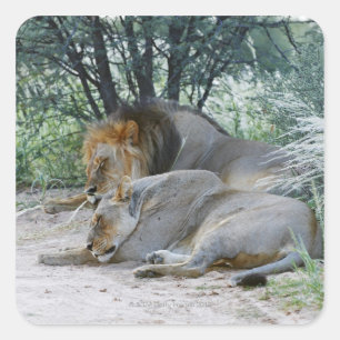 sleeping male lion and lioness, Panthera leo, Square Sticker