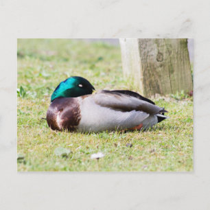 Sleeping Mallard Postcard