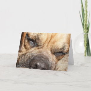 Sleeping Mastiff  Greeting Card