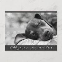 Sleeping Miniature Pinscher dog