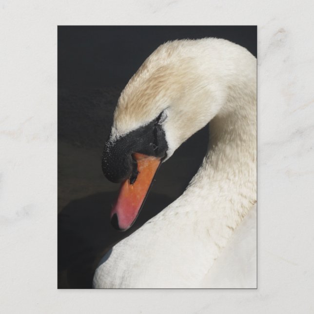Sleeping Mute Swan Postcard (Front)