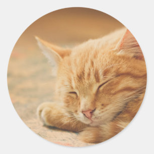 Sleeping Orange Tabby Cat Classic Round Sticker
