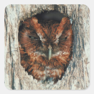 Sleeping Owl in a Tree Square Sticker