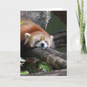 Sleeping Panda Bear Greeting Card