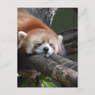 Sleeping Panda Bear Postcard