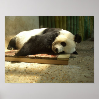 Sleeping panda poster