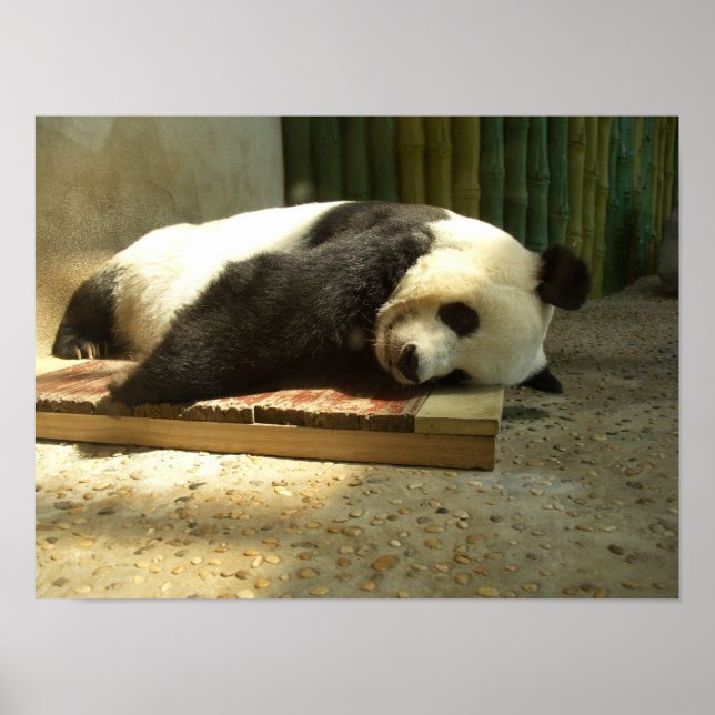 Sleeping panda poster (Front)