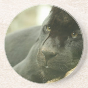 Sleeping Panther Coaster