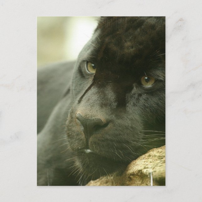 Sleeping Panther Postcards (Front)